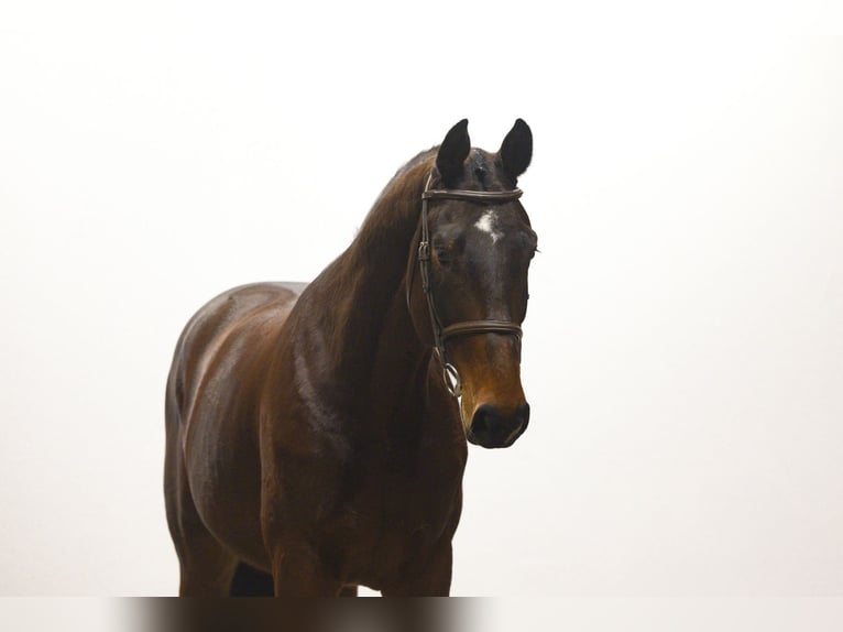 KWPN Hongre 5 Ans 171 cm  in Waddinxveen