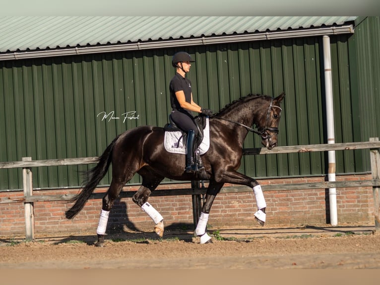 KWPN Hongre 5 Ans 172 cm Bai brun in Bladel