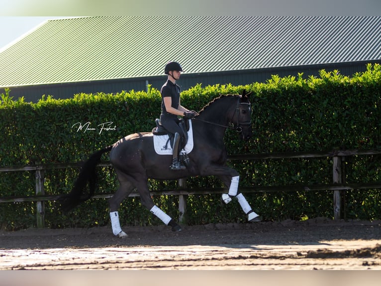 KWPN Hongre 5 Ans 172 cm Bai brun in Bladel