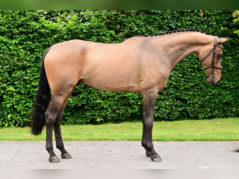 KWPN Hongre 5 Ans 172 cm Bai brun in Bladel