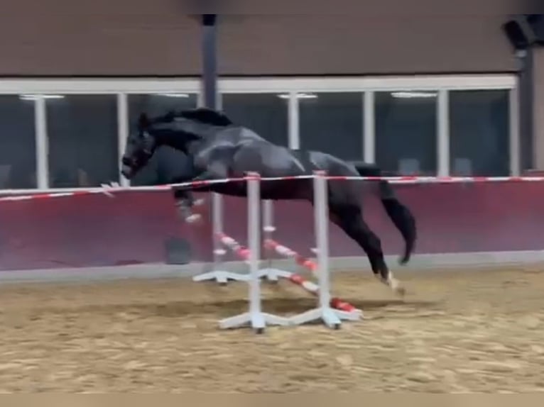 KWPN Hongre 5 Ans 172 cm Bai brun foncé in Beuningen Gld