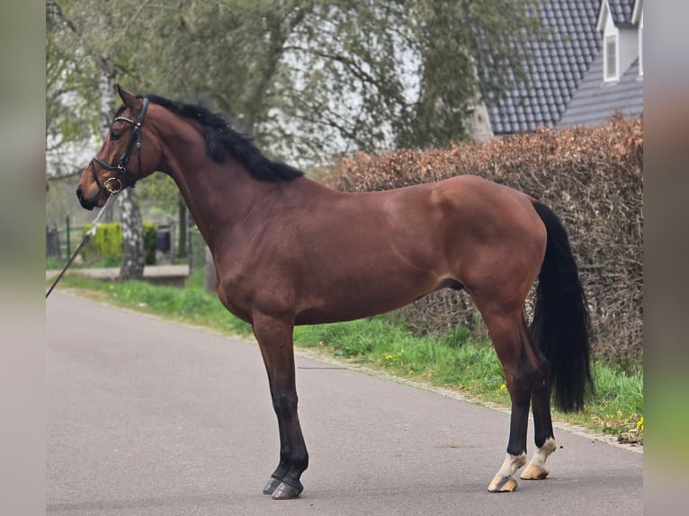 KWPN Hongre 5 Ans 172 cm Bai in Someren