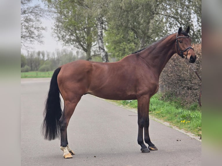 KWPN Hongre 5 Ans 172 cm Bai in Someren