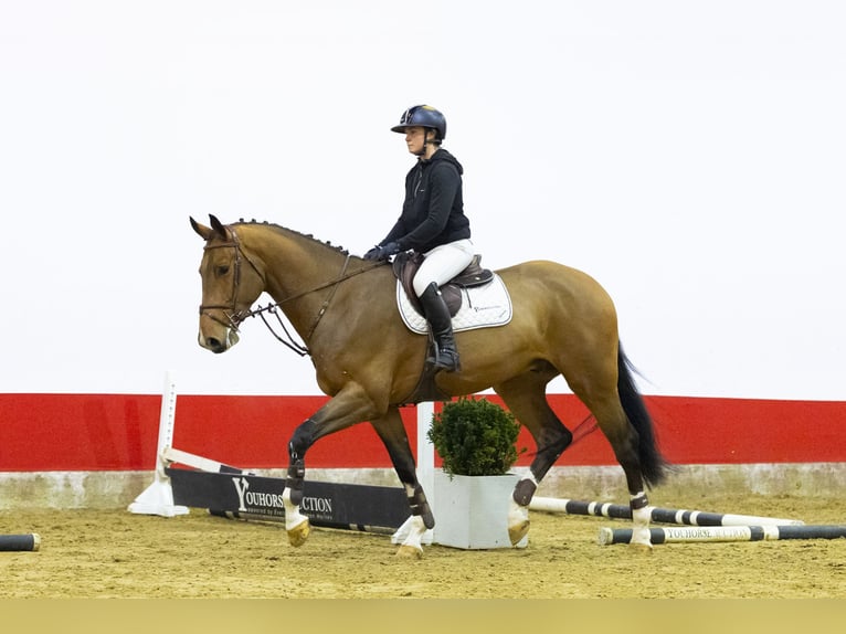 KWPN Hongre 5 Ans 172 cm  in Waddinxveen