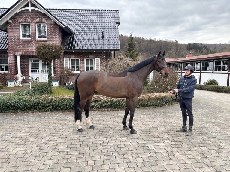 KWPN Hongre 5 Ans 173 cm Bai in Wächtersbach