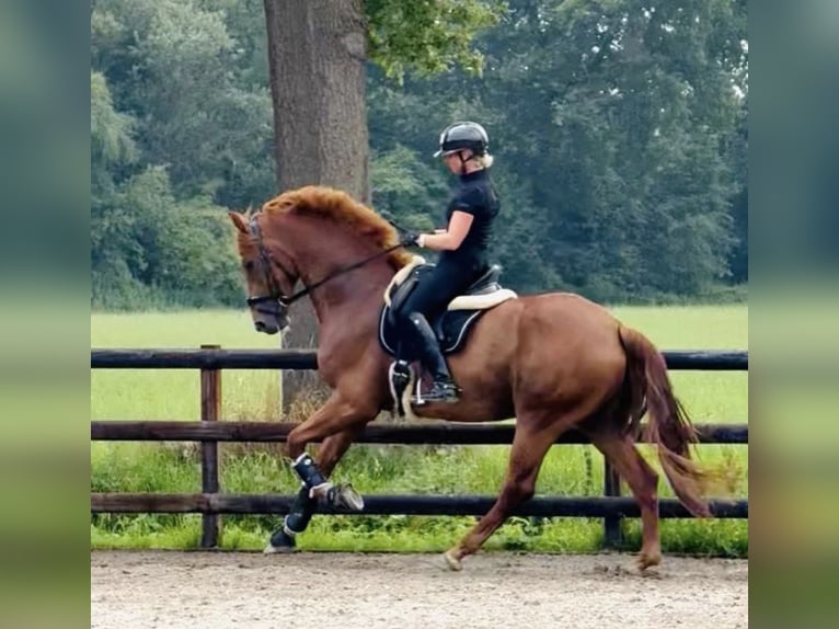 KWPN Hongre 5 Ans 175 cm Alezan in Halle