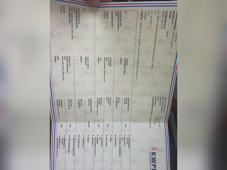 KWPN Hongre 5 Ans 175 cm Bai brun in Gyula