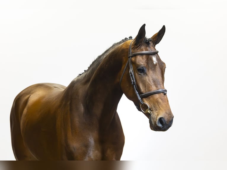 KWPN Hongre 5 Ans 175 cm Bai brun in Waddinxveen