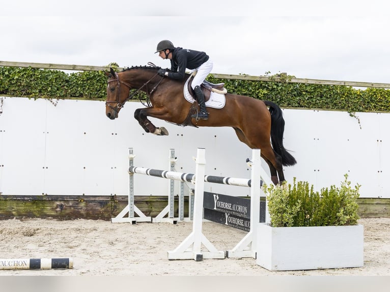 KWPN Hongre 5 Ans 175 cm Bai brun in Waddinxveen