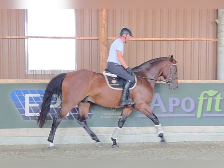 KWPN Hongre 5 Ans 175 cm Bai in Schattendorf