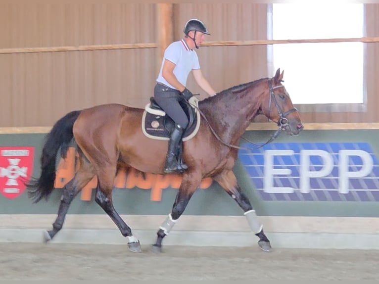 KWPN Hongre 5 Ans 175 cm Bai in Schattendorf