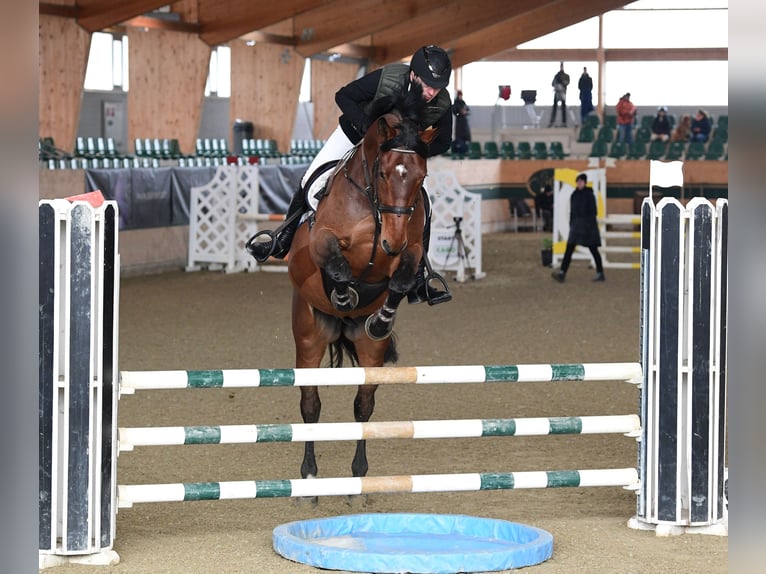 KWPN Hongre 5 Ans 175 cm Bai in Schattendorf