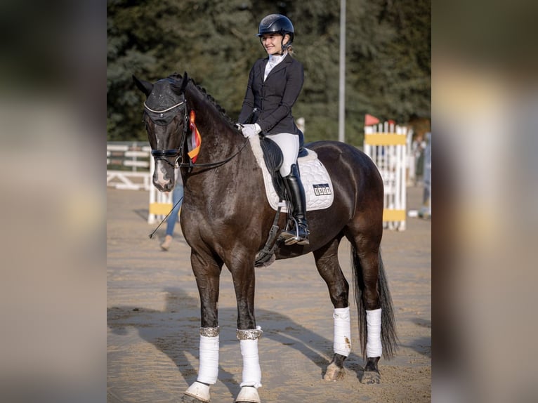 KWPN Hongre 5 Ans 175 cm Noir in HemerHemer