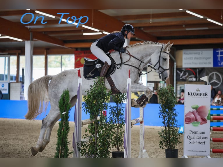 KWPN Hongre 5 Ans 176 cm Gris in Lingen