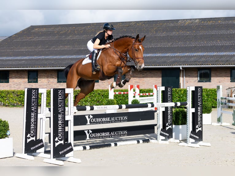 KWPN Hongre 5 Ans 178 cm Bai in Waddinxveen