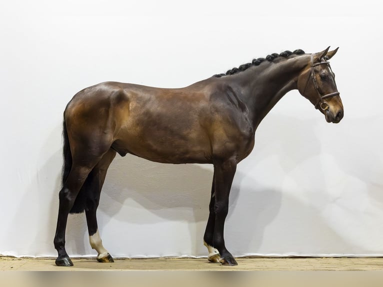 KWPN Hongre 5 Ans 178 cm  in Waddinxveen