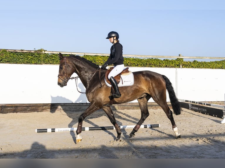 KWPN Hongre 5 Ans 178 cm  in Waddinxveen