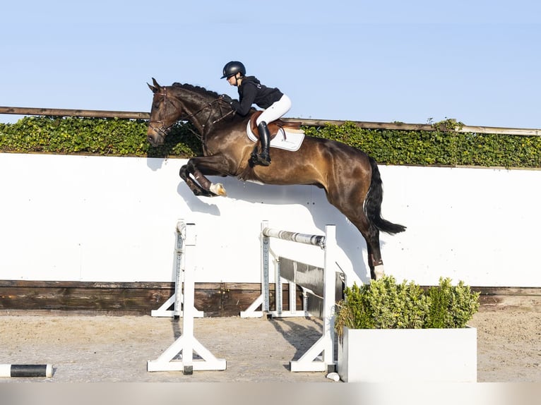 KWPN Hongre 5 Ans 178 cm  in Waddinxveen