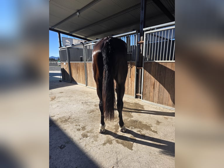 KWPN Hongre 5 Ans 180 cm Bai brun in Murcia