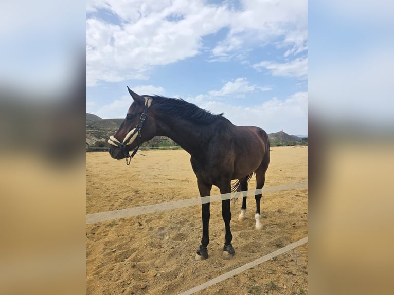 KWPN Hongre 5 Ans 180 cm Bai brun in Murcia