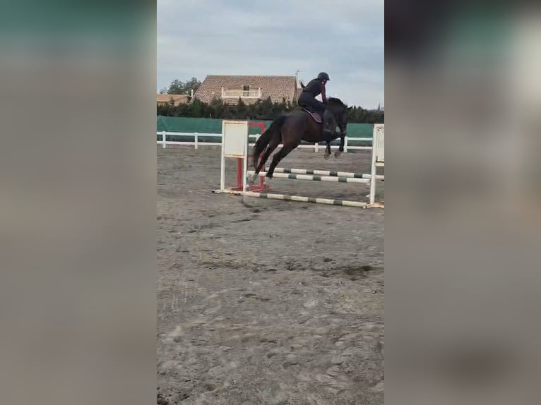 KWPN Hongre 5 Ans 180 cm Bai brun in Murcia