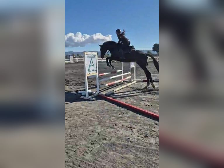 KWPN Hongre 5 Ans 180 cm Bai brun in Murcia