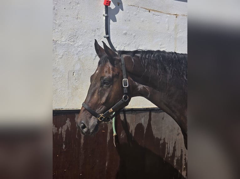 KWPN Hongre 5 Ans 180 cm Bai brun in Murcia