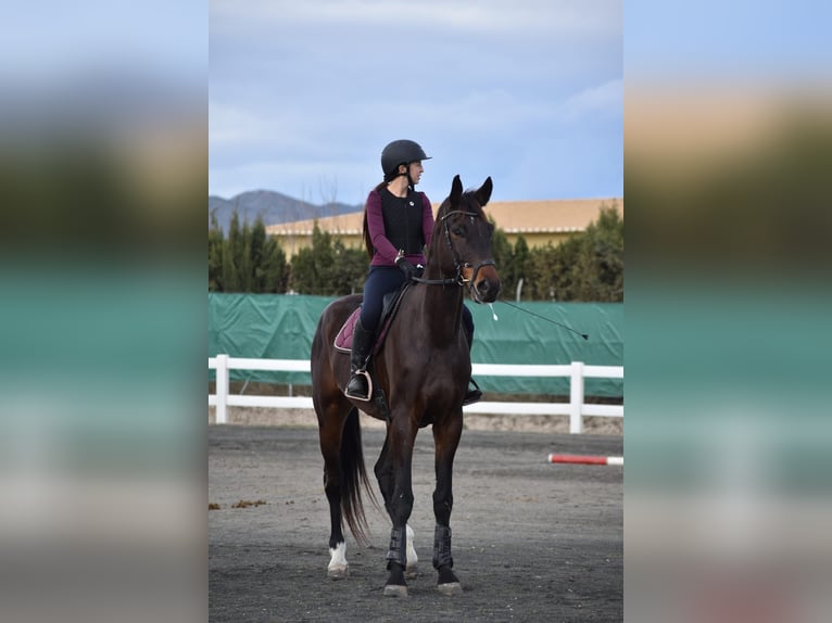 KWPN Hongre 5 Ans 180 cm Bai brun in Murcia