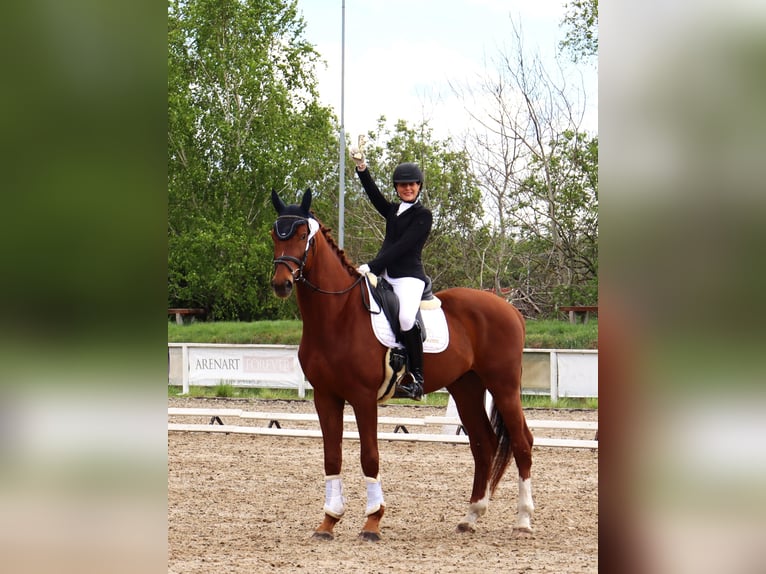 KWPN Hongre 5 Ans 181 cm Alezan in Dziemiany