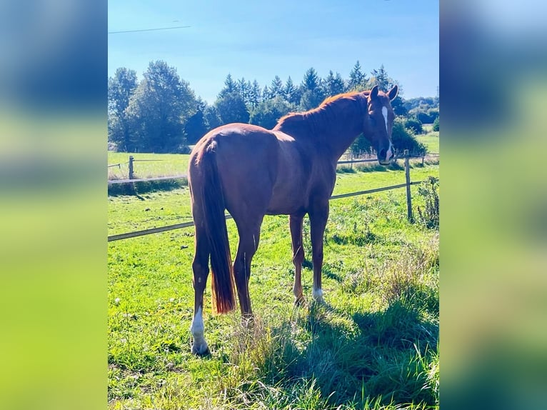 KWPN Hongre 5 Ans Alezan in Teloché, Pays De La Loire, France