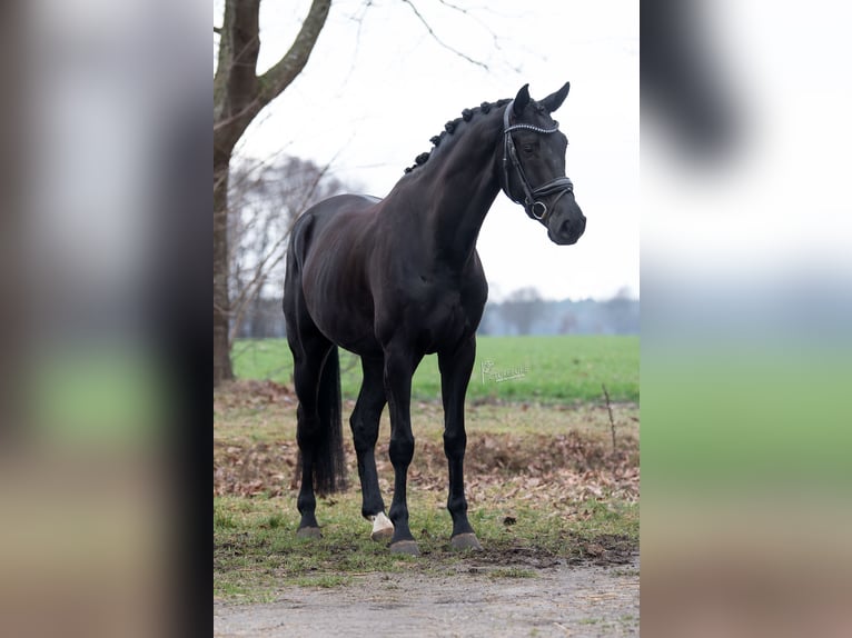 KWPN Hongre 5 Ans Noir in Peer