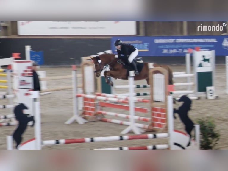 KWPN Hongre 6 Ans 155 cm Alezan in Magstadt