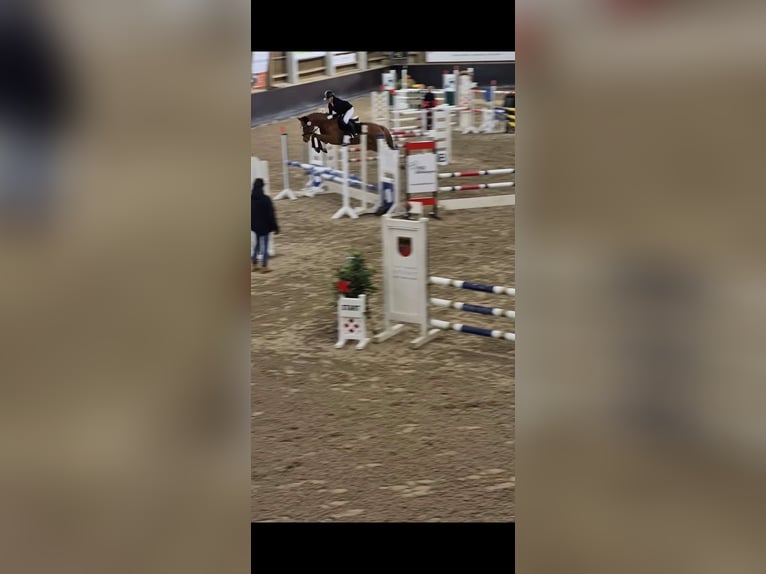KWPN Hongre 6 Ans 156 cm Alezan in Magstadt