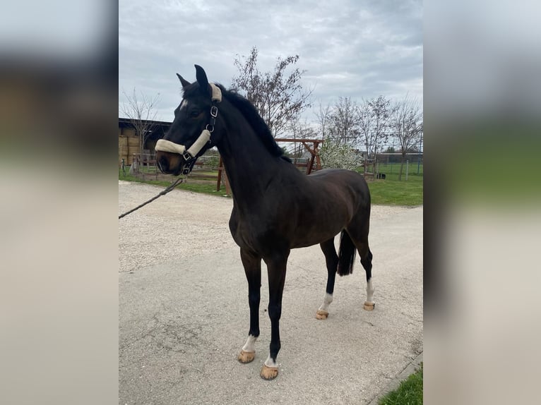 KWPN Hongre 6 Ans 158 cm Bai brun in Tass