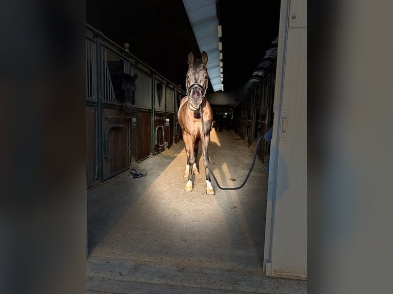 KWPN Hongre 6 Ans 159 cm Noir in Ouddorp