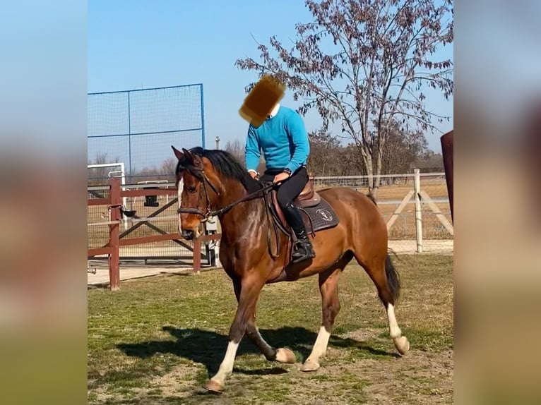 KWPN Hongre 6 Ans 160 cm Bai cerise in Tass