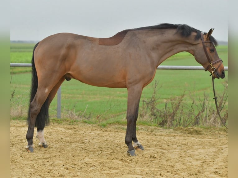 KWPN Hongre 6 Ans 160 cm Bai in Geilenkirchen