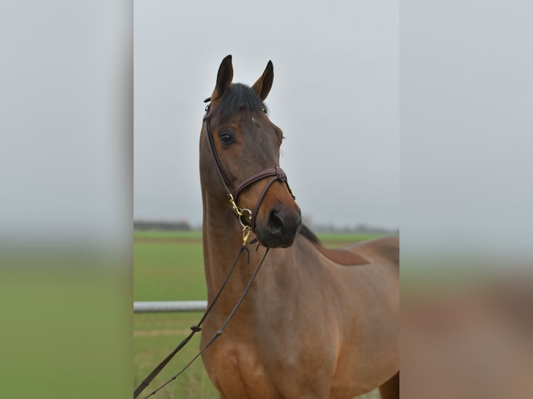 KWPN Hongre 6 Ans 160 cm Bai in Geilenkirchen