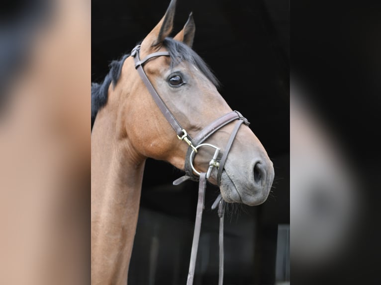KWPN Hongre 6 Ans 162 cm Bai in Geilenkirchen