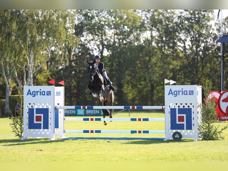 KWPN Hongre 6 Ans 164 cm Noir in Arbroath
