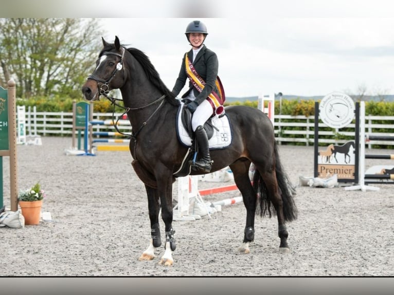 KWPN Hongre 6 Ans 164 cm Noir in Arbroath