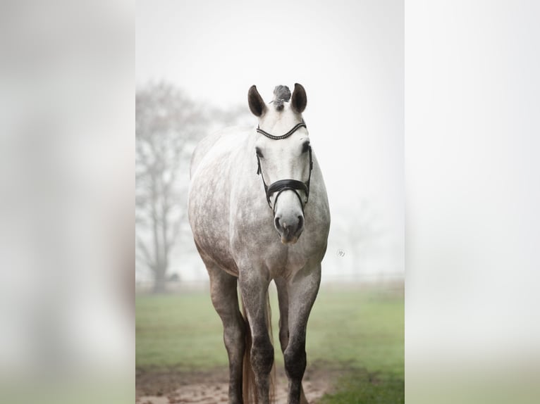 KWPN Hongre 6 Ans 165 cm Gris in Eemnes