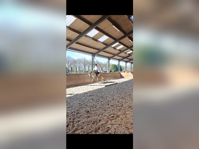 KWPN Hongre 6 Ans 165 cm Gris in Eemnes