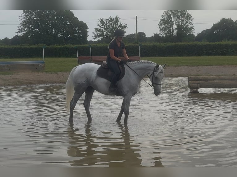 KWPN Hongre 6 Ans 165 cm Gris in Canterbury