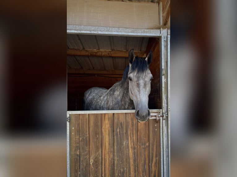 KWPN Hongre 6 Ans 165 cm Gris pommelé in Diges