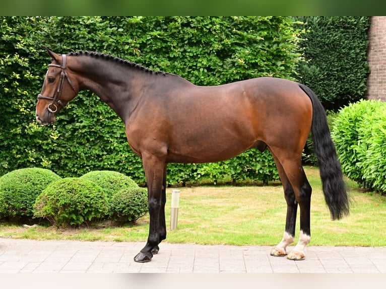 KWPN Hongre 6 Ans 166 cm Bai in Bladel