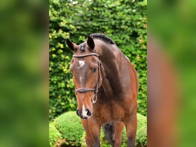KWPN Hongre 6 Ans 166 cm Bai in Bladel