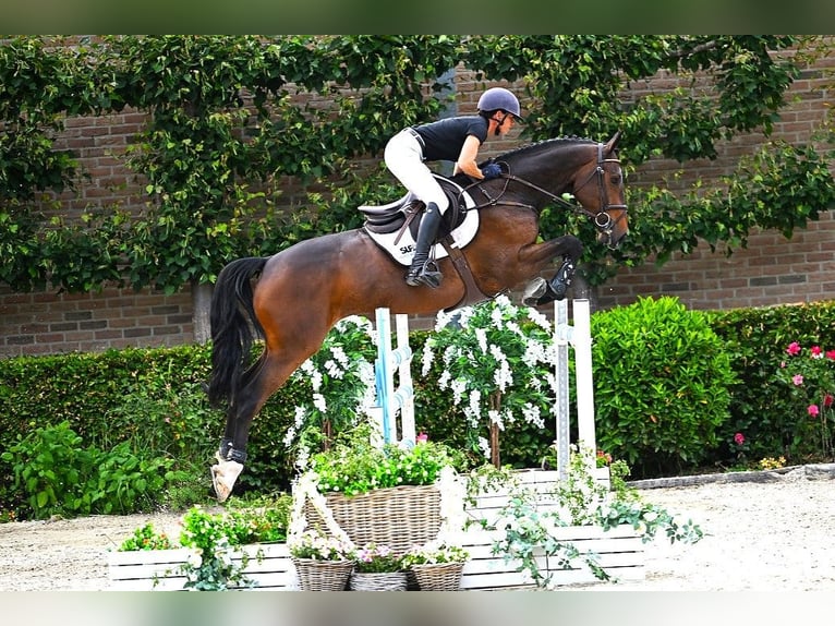KWPN Hongre 6 Ans 166 cm Bai in Bladel
