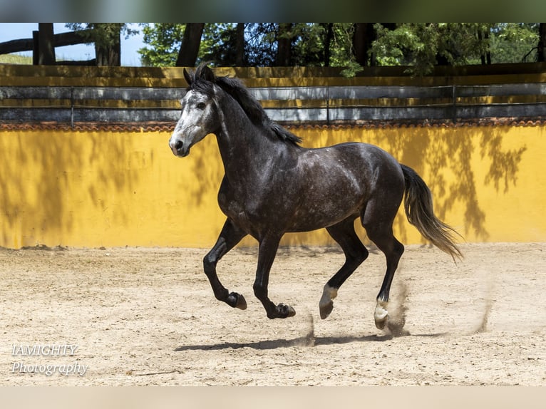 KWPN Hongre 6 Ans 166 cm Gris pommelé in Sao Pedro de Tomar