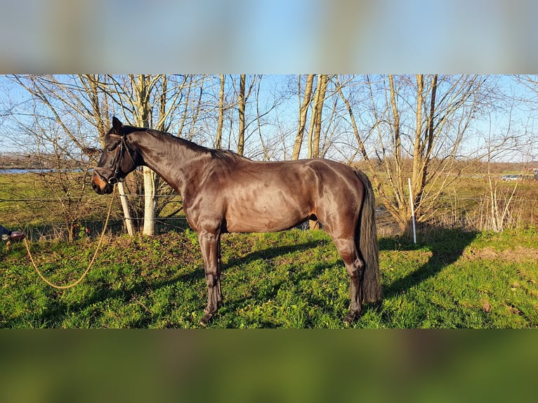 KWPN Hongre 6 Ans 167 cm Bai brun foncé in DiepenveenD